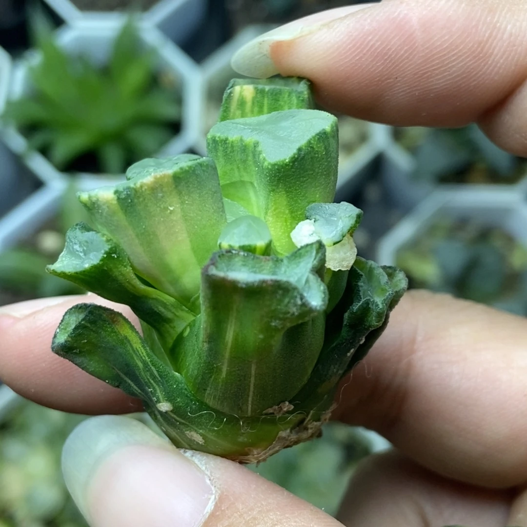 是是是是是是是是是寿