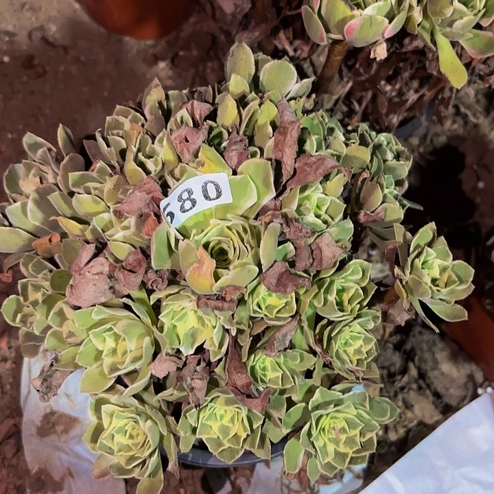 580男神多肉植物不售后