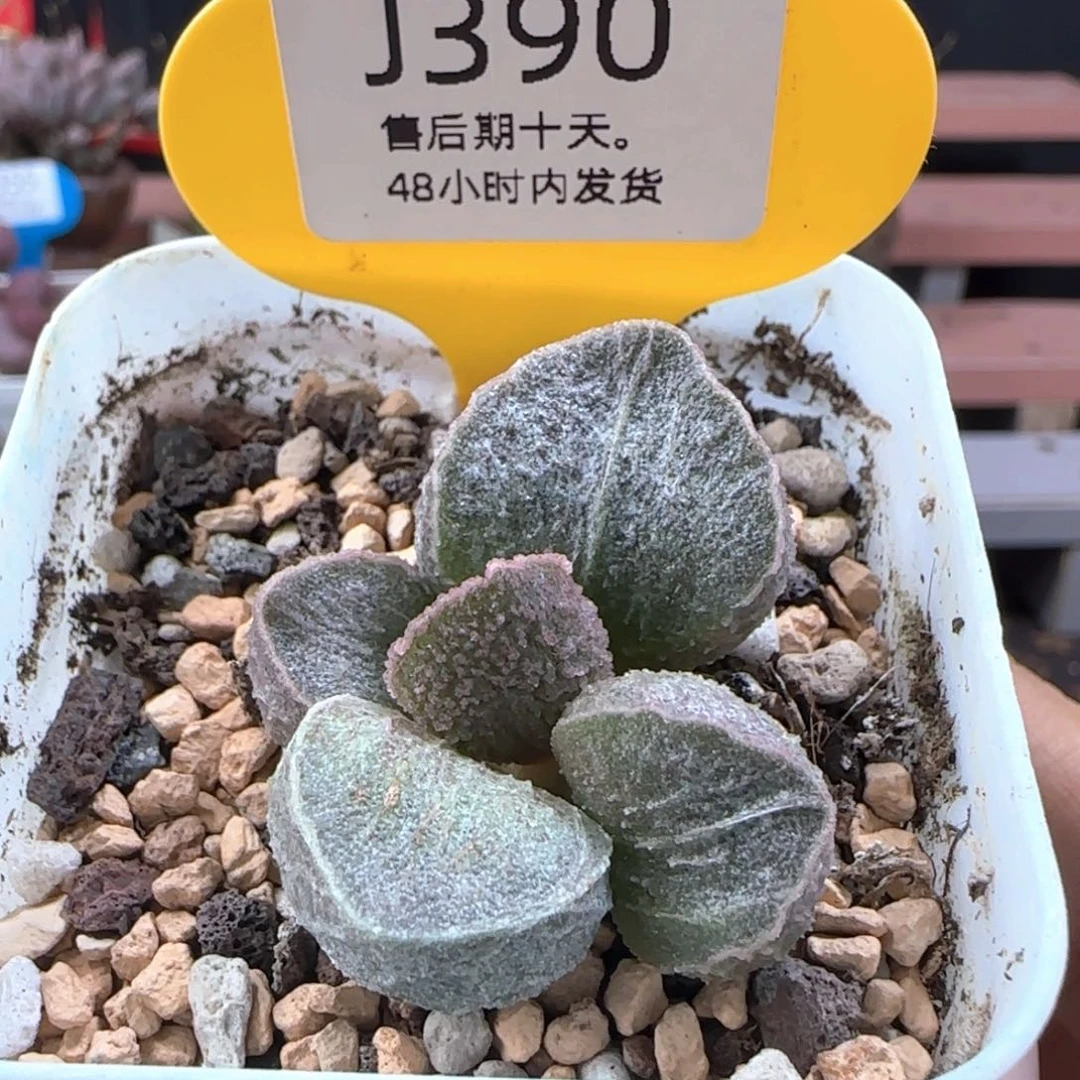 司音。    390。