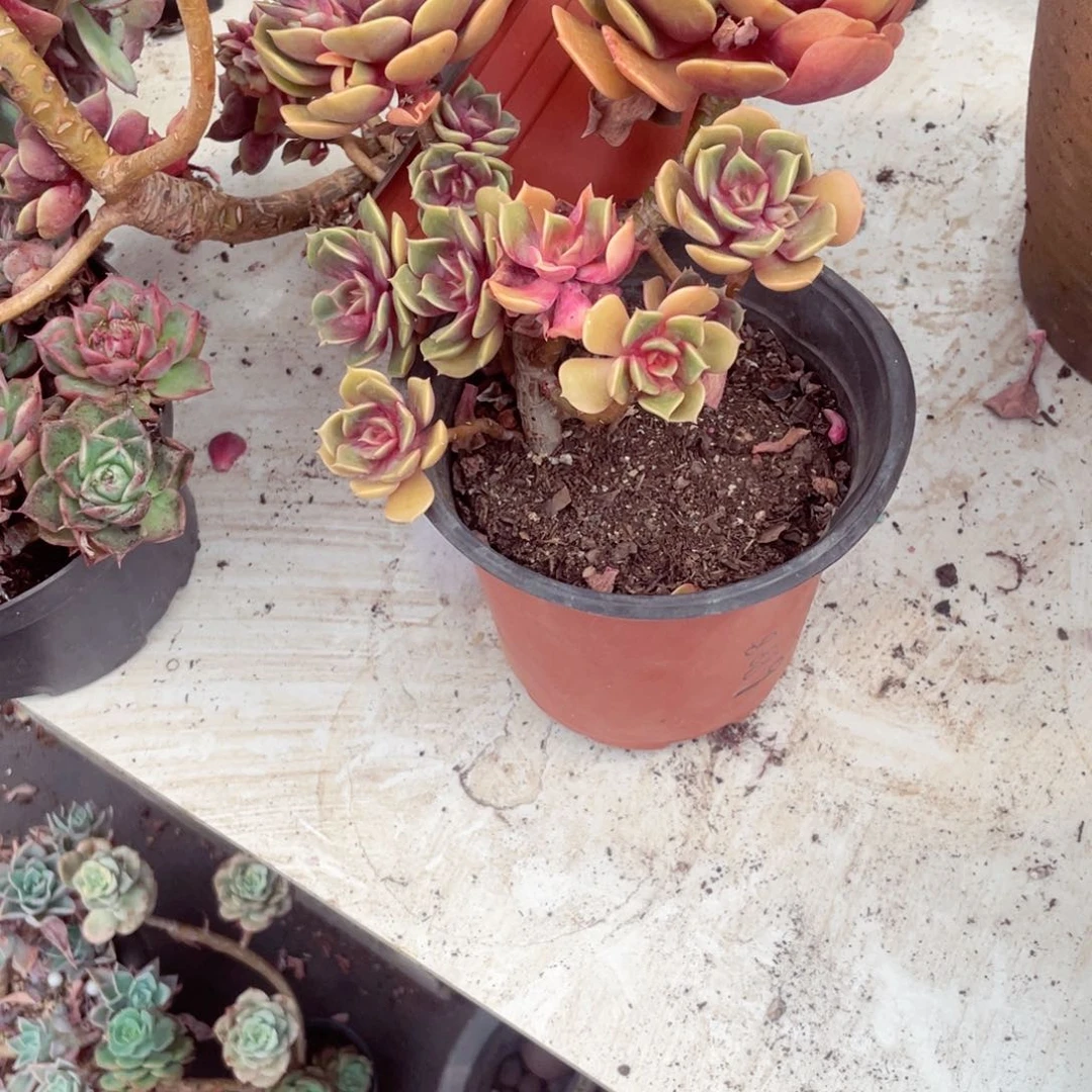 九**柏红袍，8889一物一拍