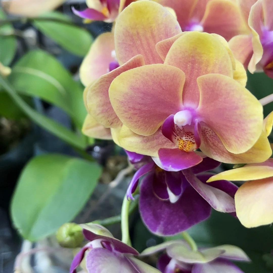 当前无花栽培后可以开花蝴蝶兰安祖亲爱的3.0带花微瑕