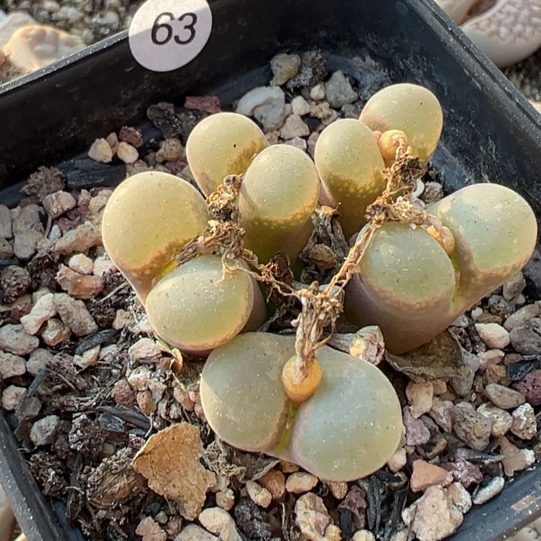 多肉植物111111111111