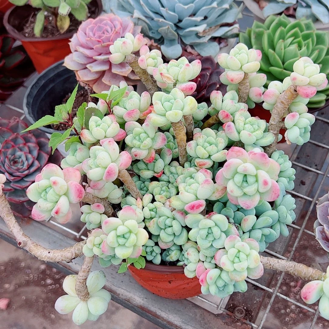 香香劳尔多头群生精品