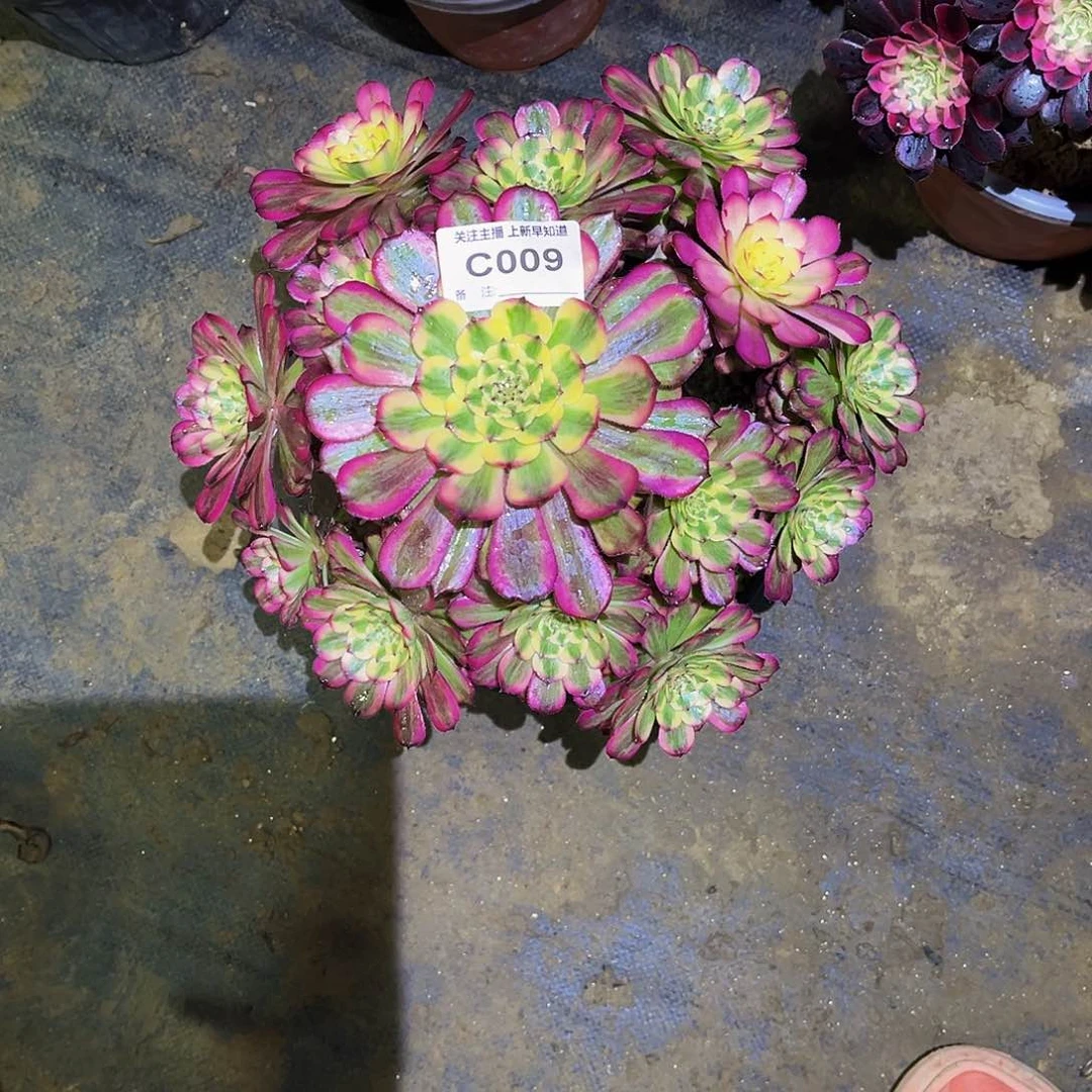 胡*多肉植物009维纳斯