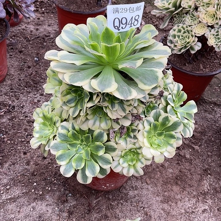 甜***沐948绿豆沙多肉植物