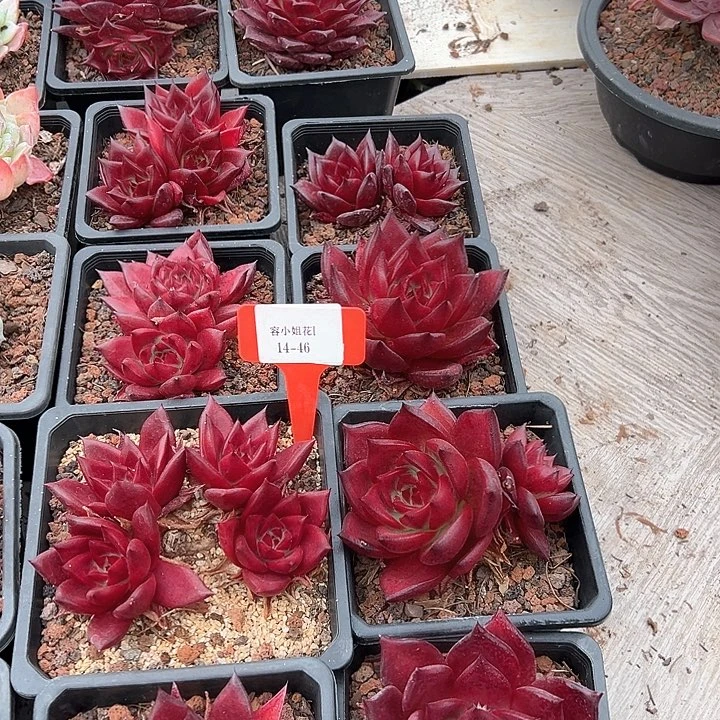 14.46罗密欧一个脱土