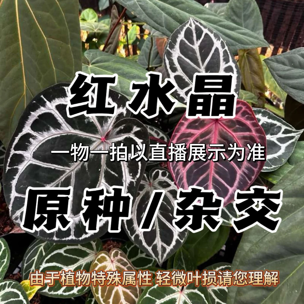 【红水晶系列】神奇男孩红水晶杂交红水晶精品花烛