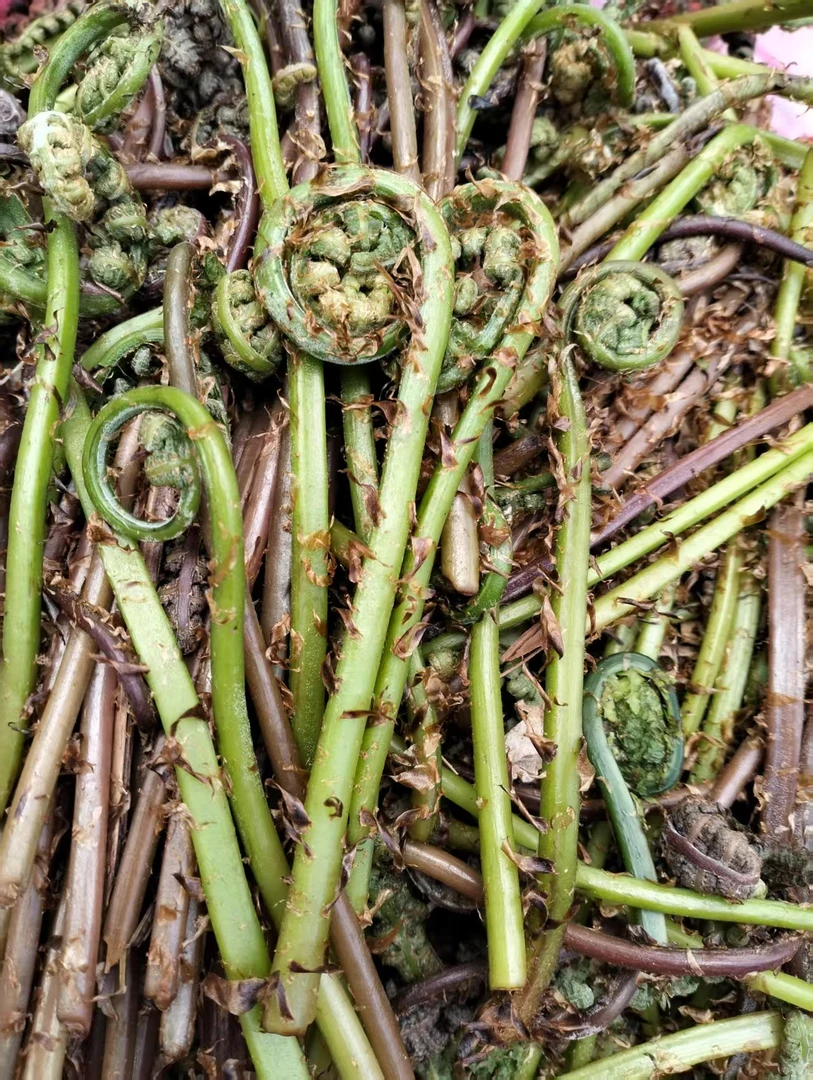 东北大山新鲜野生猴腿菜 野菜 紫蕨菜 蘸酱菜（山糜子3两）