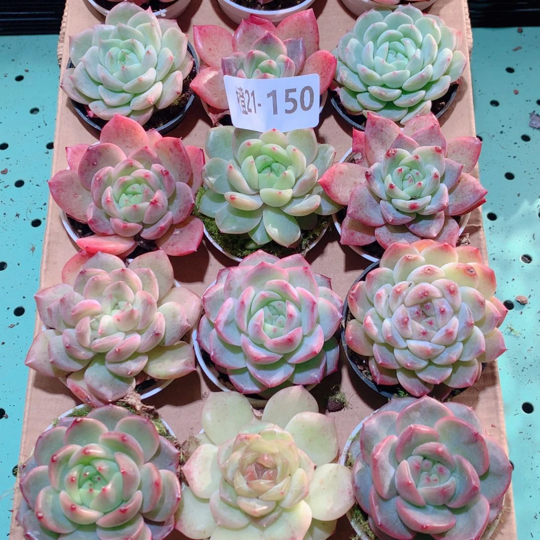 21-150一物一拍多肉带盆18颗