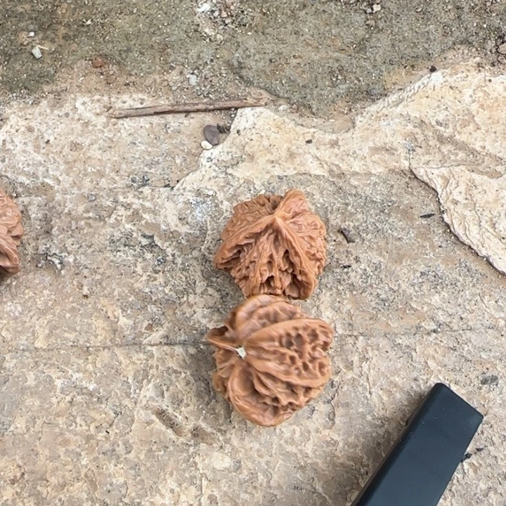 鼎***啊把件文玩核桃三棱