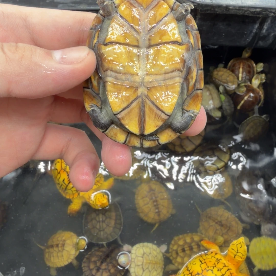 宠物龟不分公母红面
