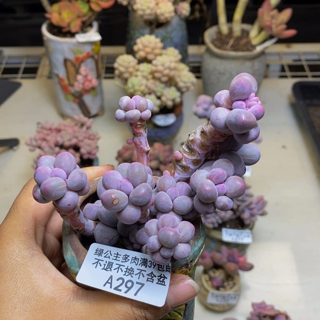 297香水手指奶多肉9c m