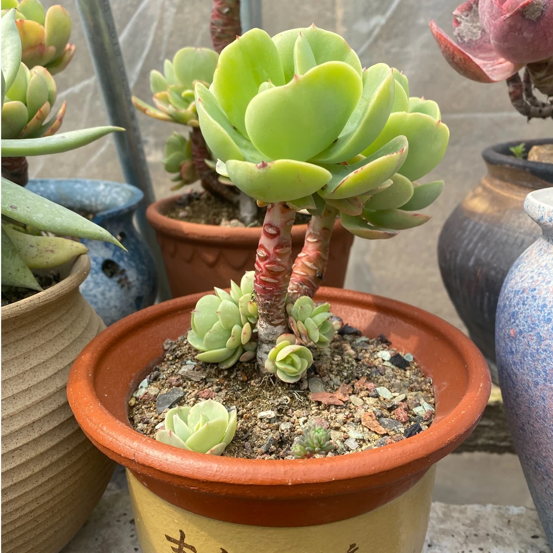 精品多肉植物碧桃造型桩老桩好养好看室内绿植