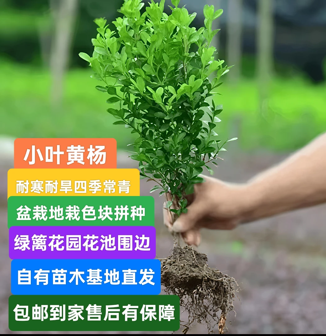 小叶苗黄杨小绿植地载黄杨树石楠花庭院冬青绿篱年轻照片
