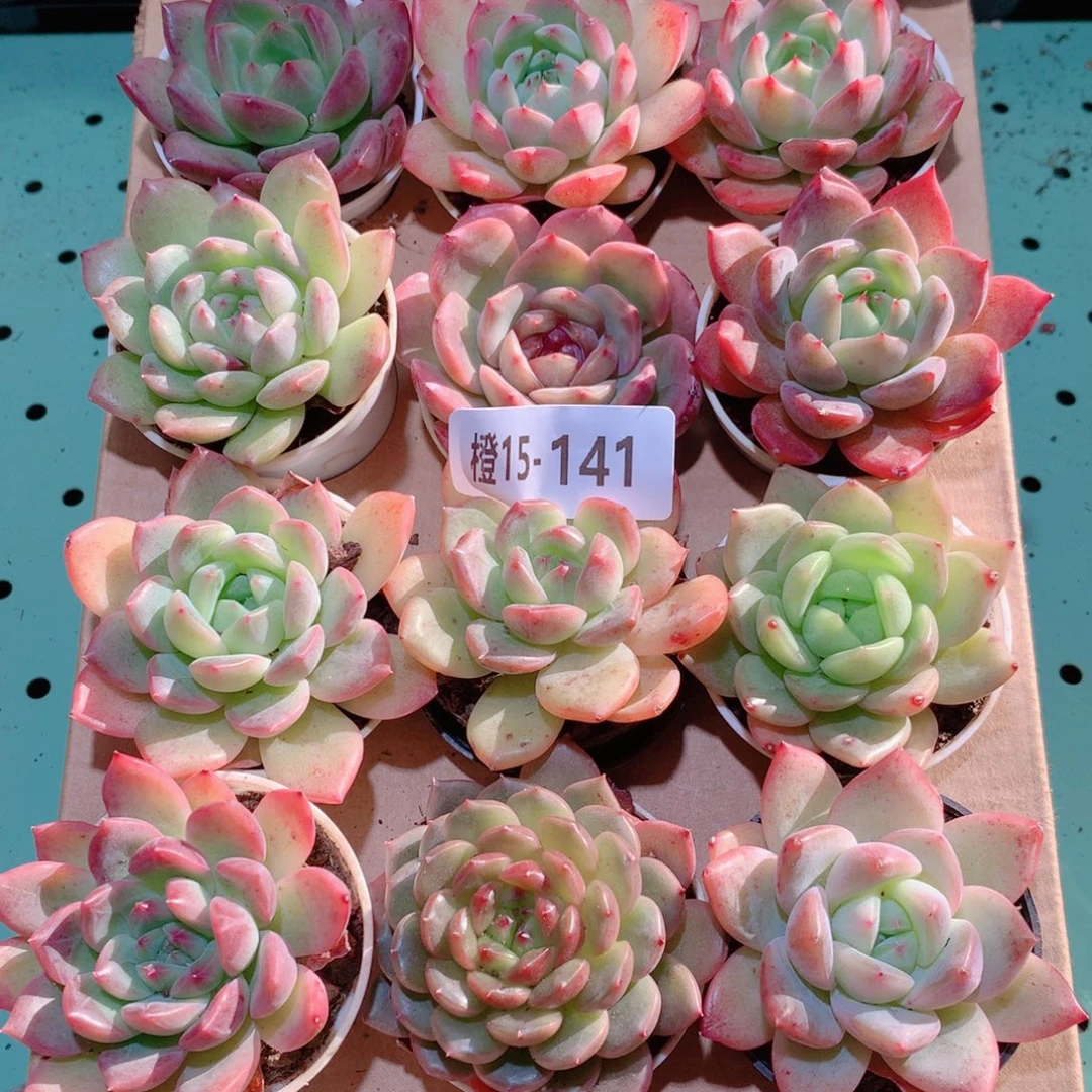 15-141一物一拍多肉带盆18颗