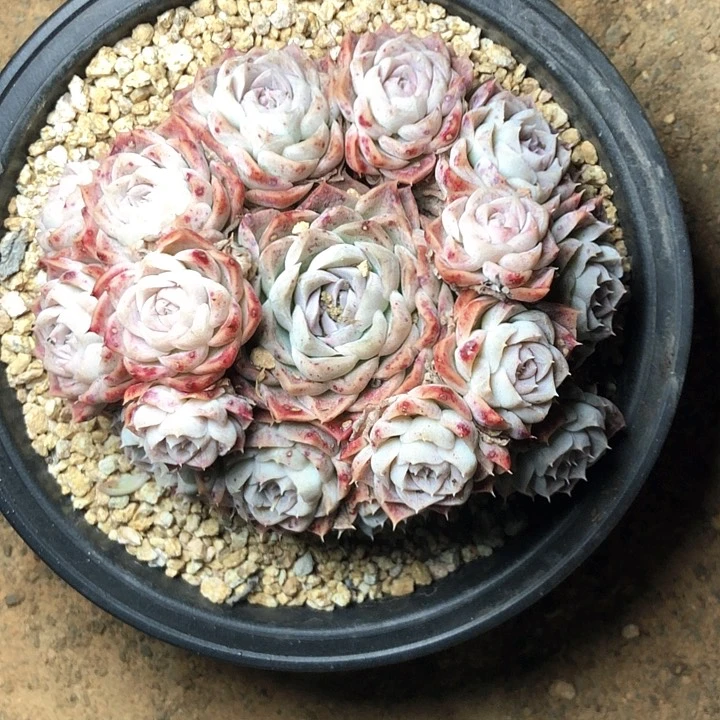 k**a22/////////////////