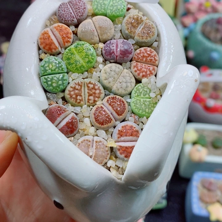生石花花花花花花花986