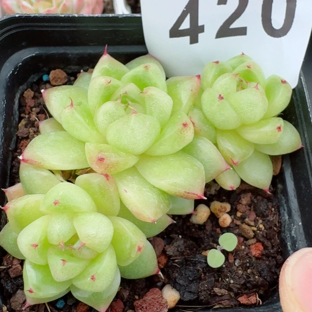 珠光透体珍妮            精美多肉植物
