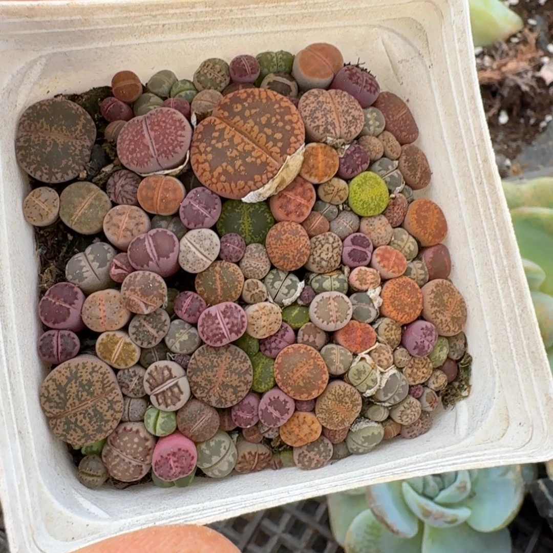 生石花一盆7cm盆量拍