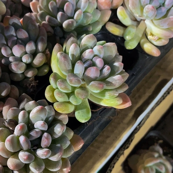 灯美人1.5带土发