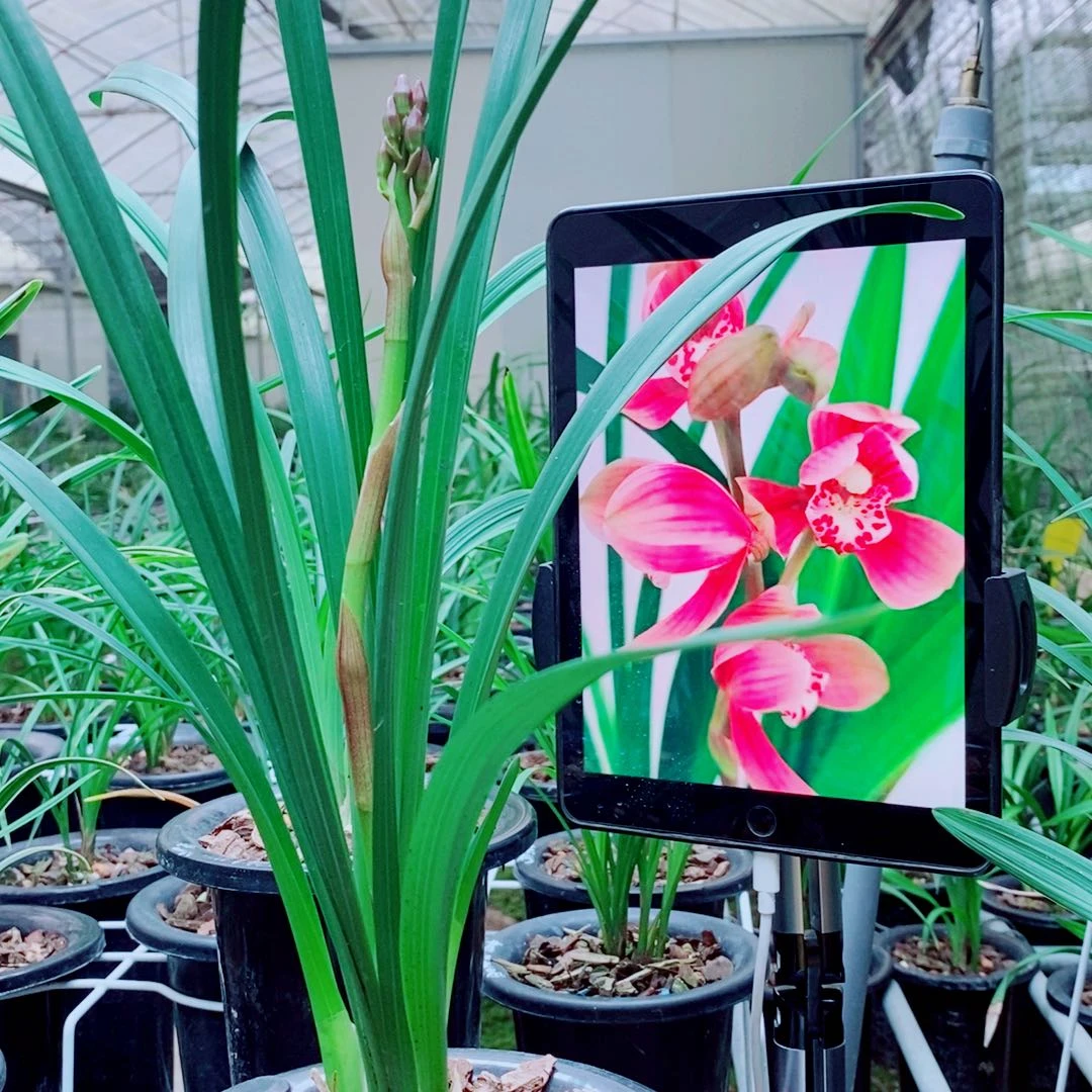 当前无花栽培后可以开花