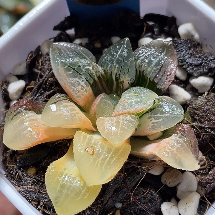 522糊趋势万华镜锦福利