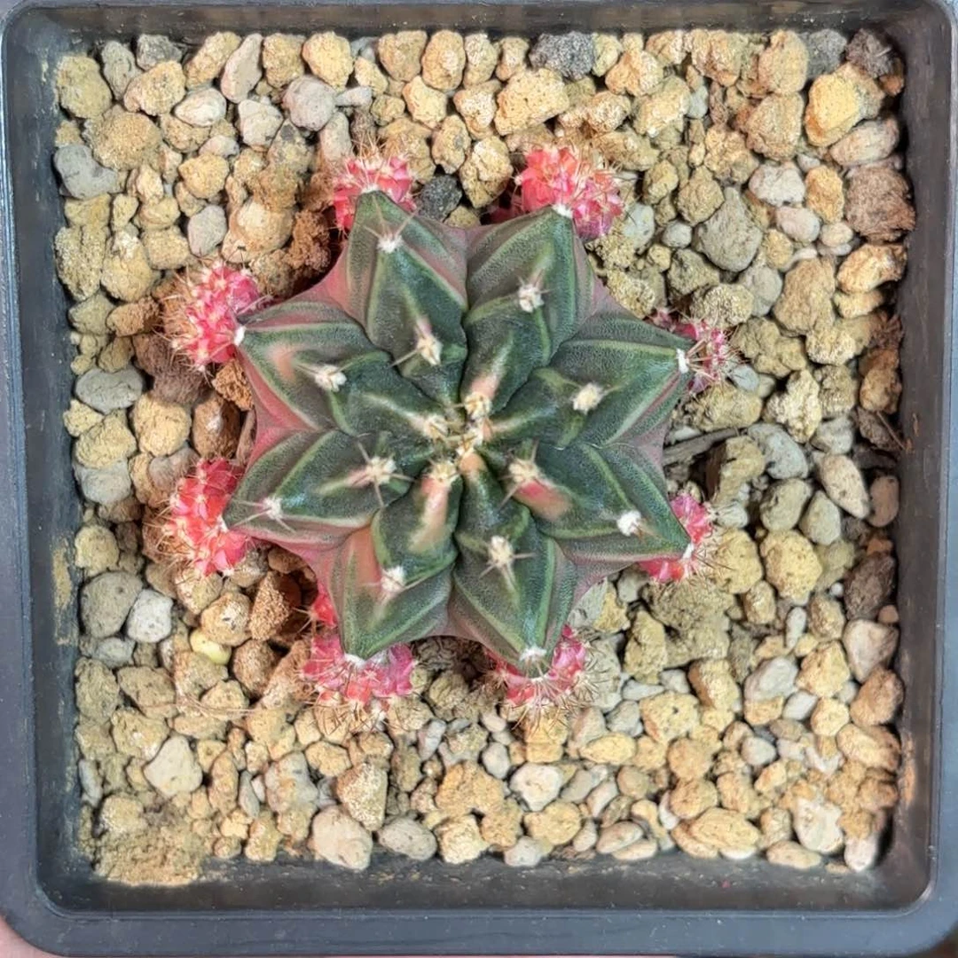 泰系米哈仙人球108