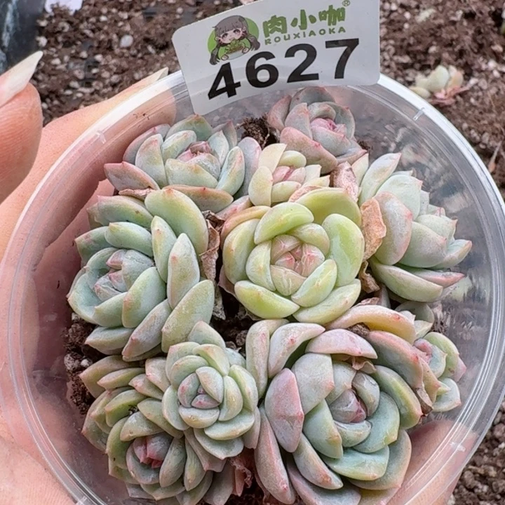 多肉植物多肉植物