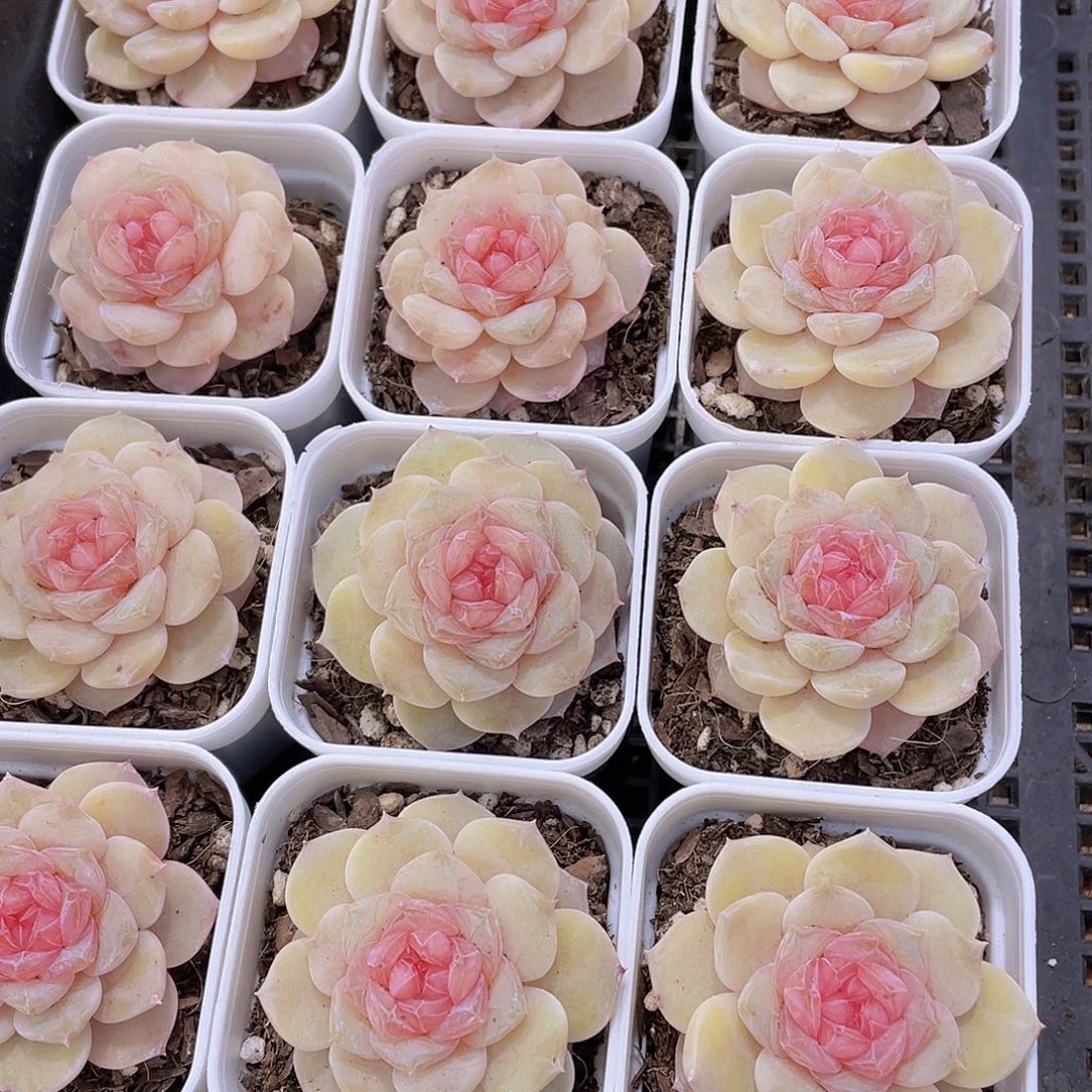 1095号 芙蓉珍妮单头一个