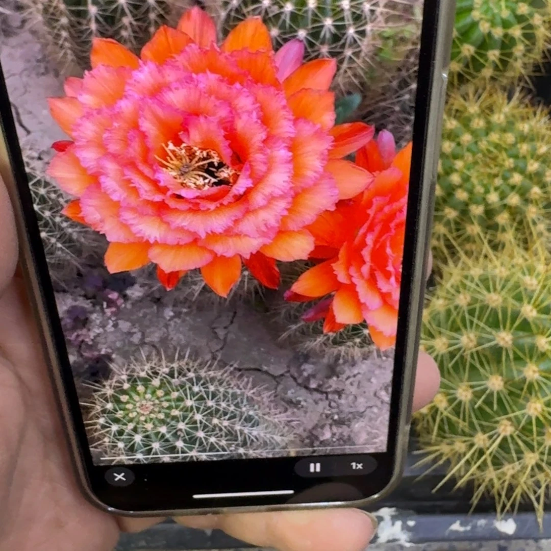 223毛清707歪无根侧牙5公分左右，20包邮