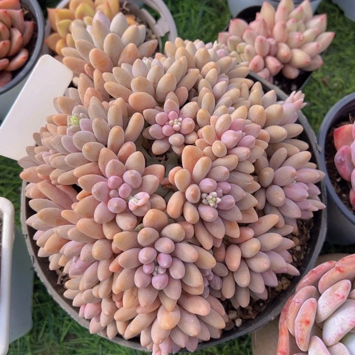 健健康康平平安安