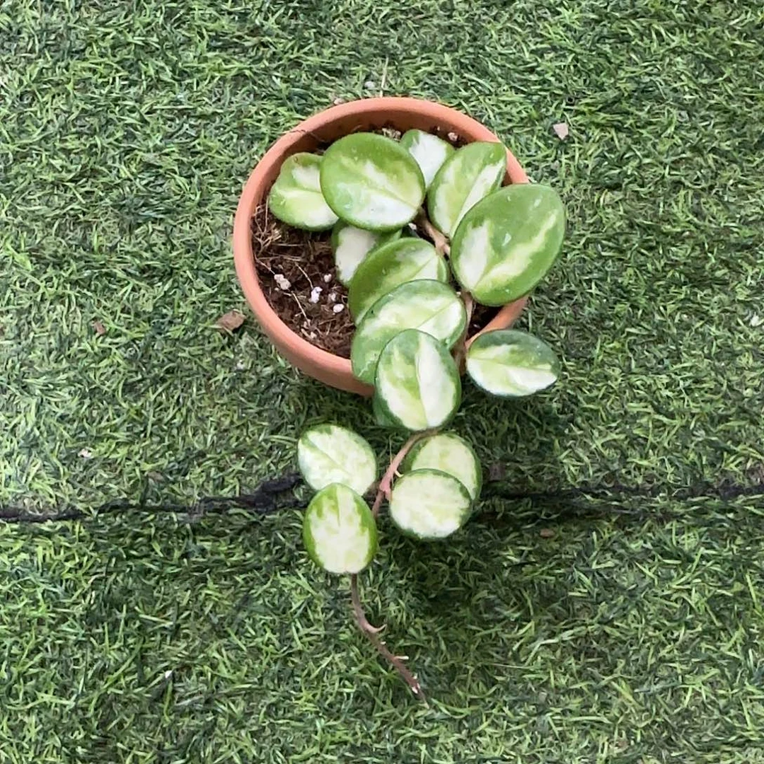 无花朵杂匍内锦球兰