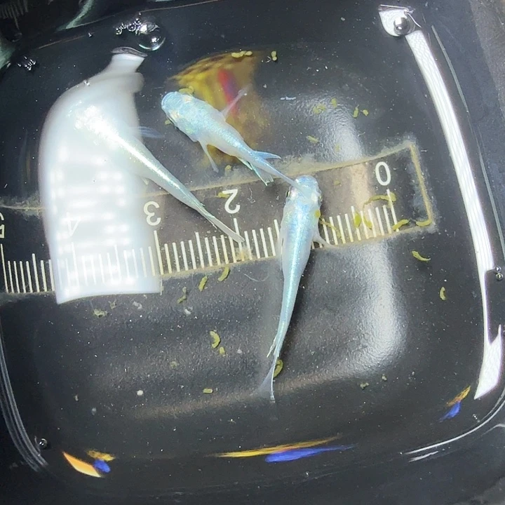 青鳉鱼72号拍品一物一拍