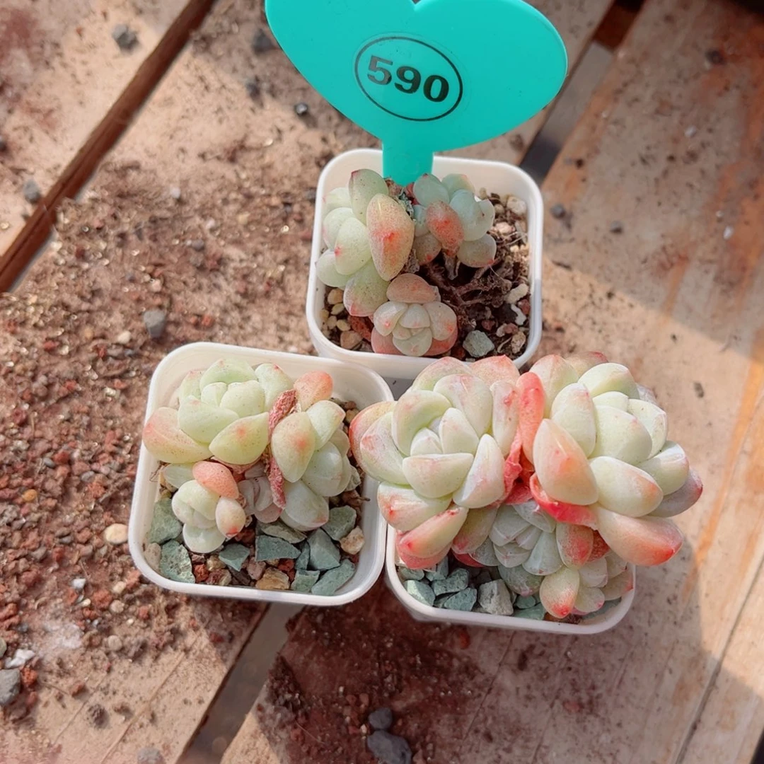 590号小老桩冰玉群3颗组合