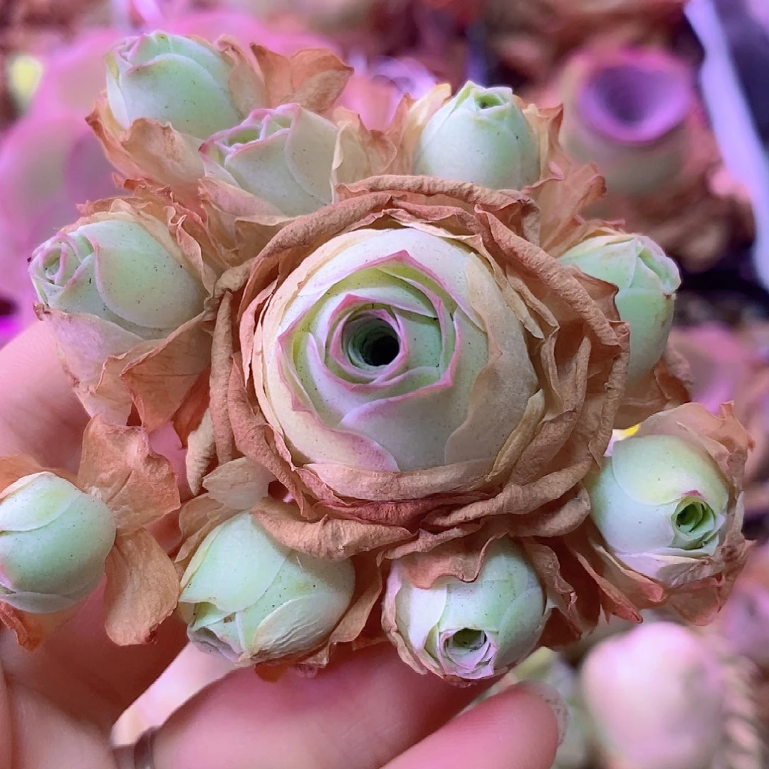 姝帕手捧一物一拍175