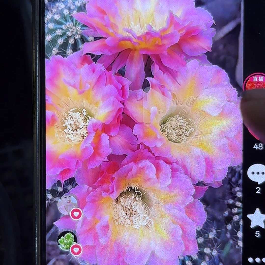 千金宝无根侧牙四公分2