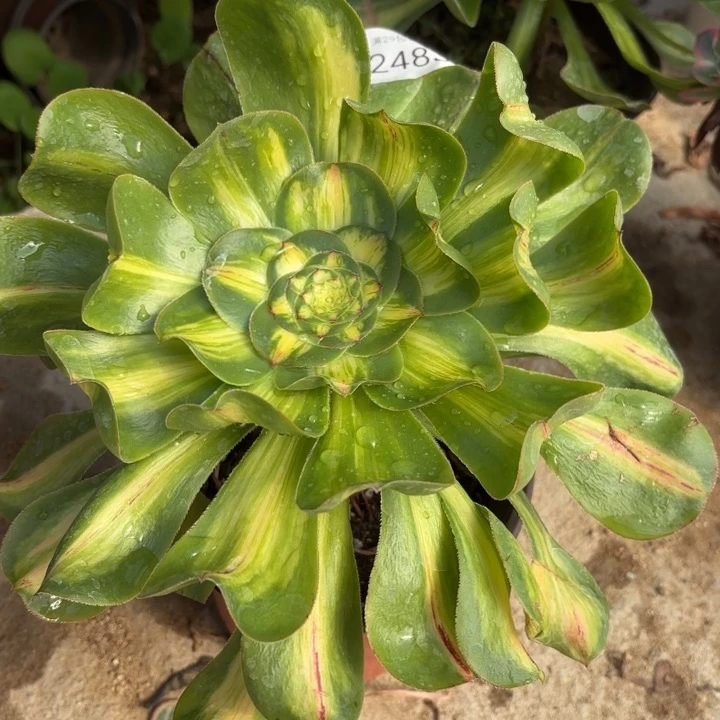 暴君多肉法师2483