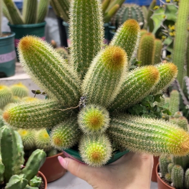 你***要双色金妞一物一拍多头