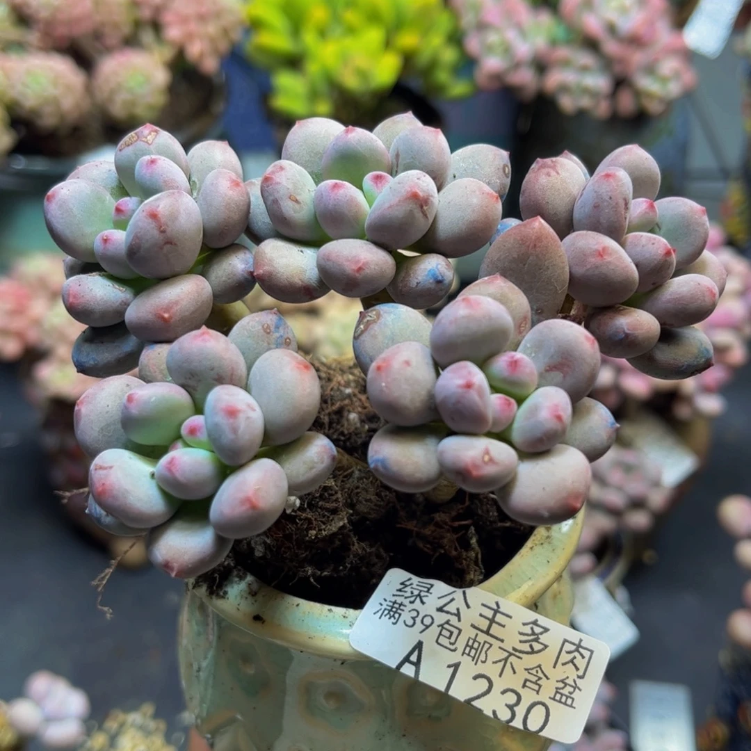 木***～桃花仙子奶酪1230/9cm