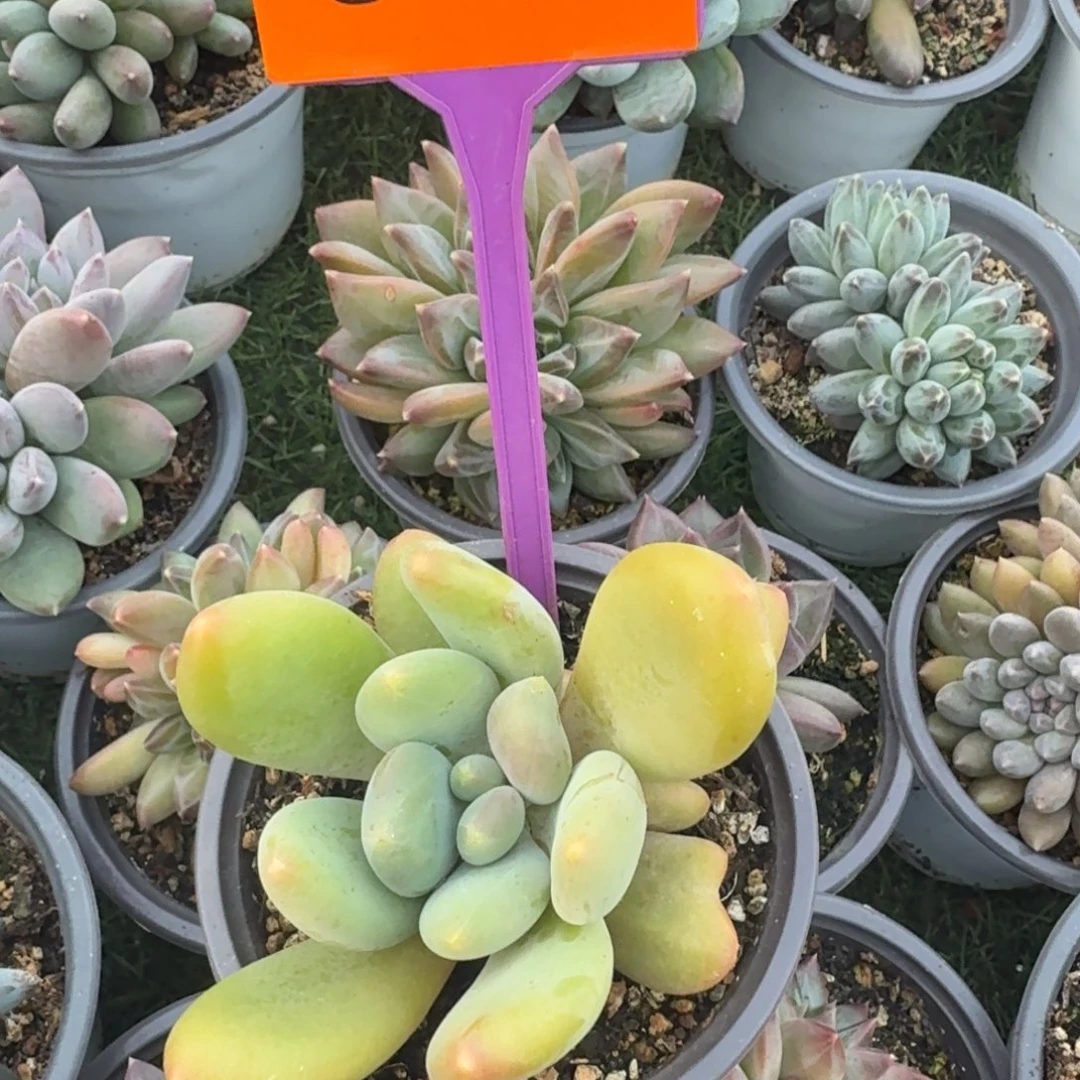 多肉植物漂亮多肉549