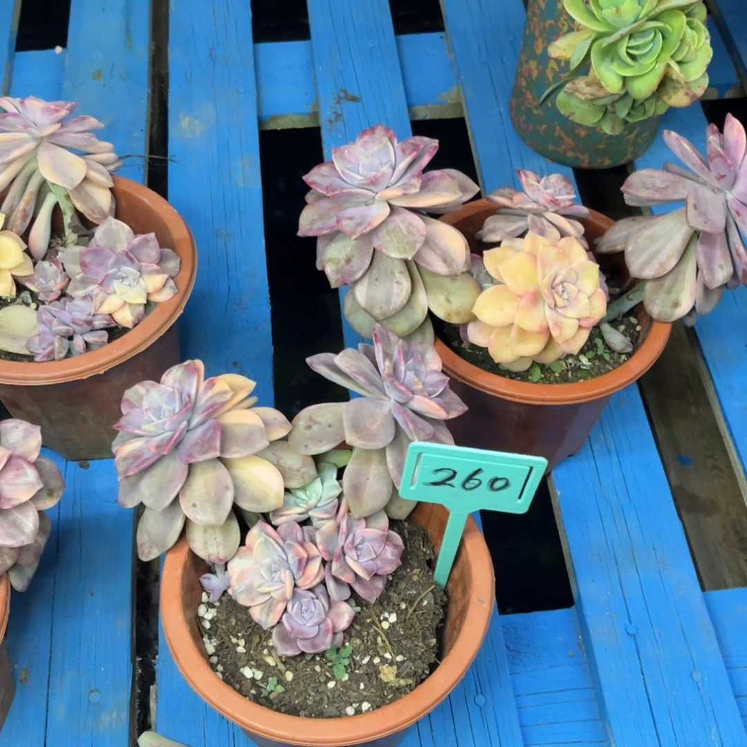 小雨多肉一物一拍紫乐锦