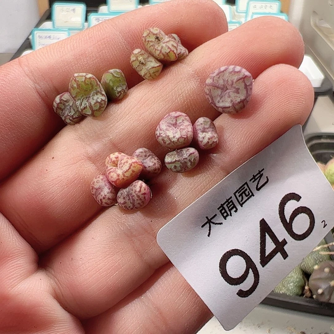 0000946 一物一拍……