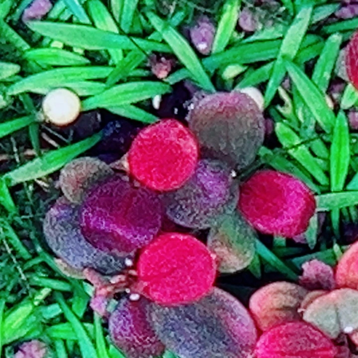 福利67号福利价植物一丛