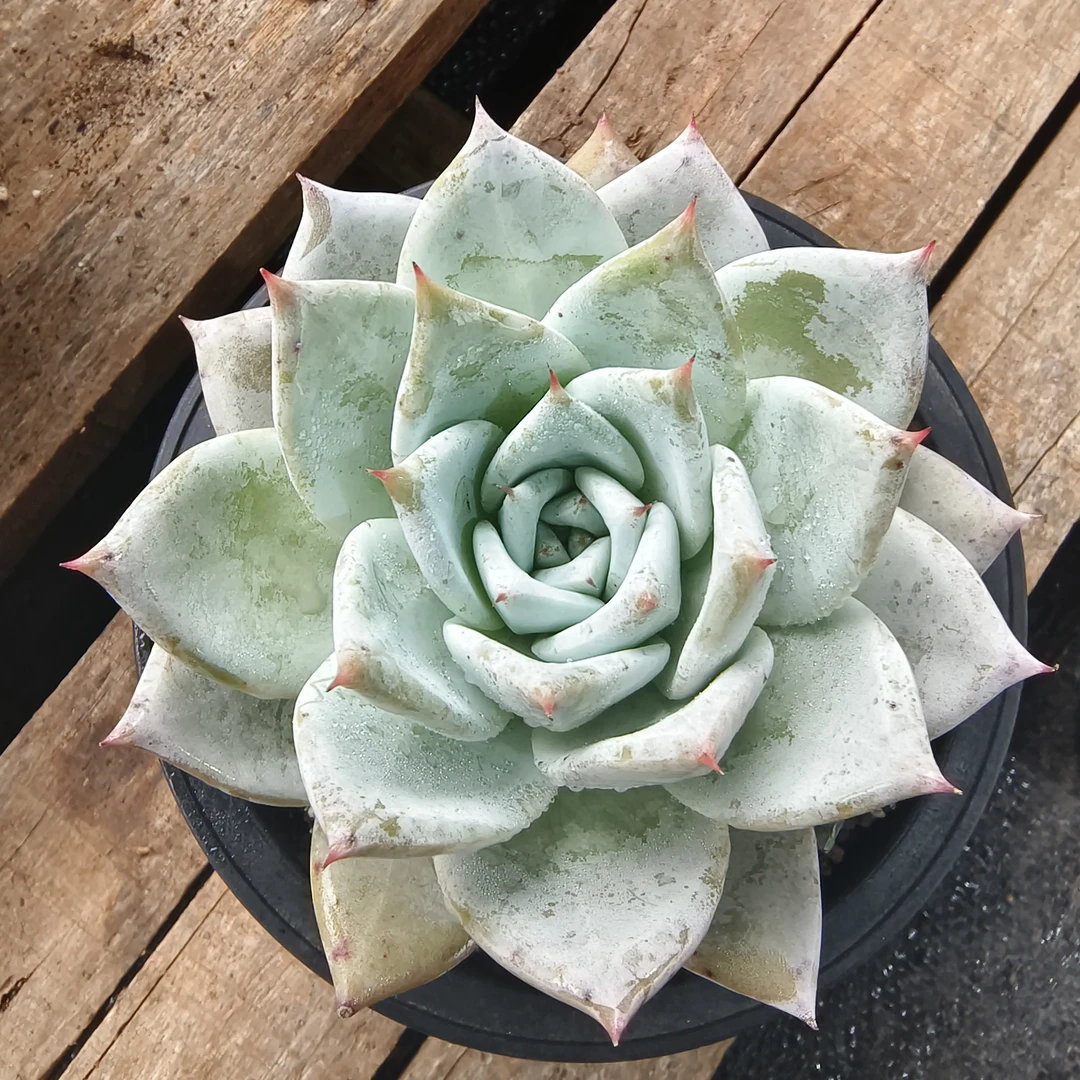 【蒂亚】 多肉植物  带盆带土  喜阳光少浇水 新手好养