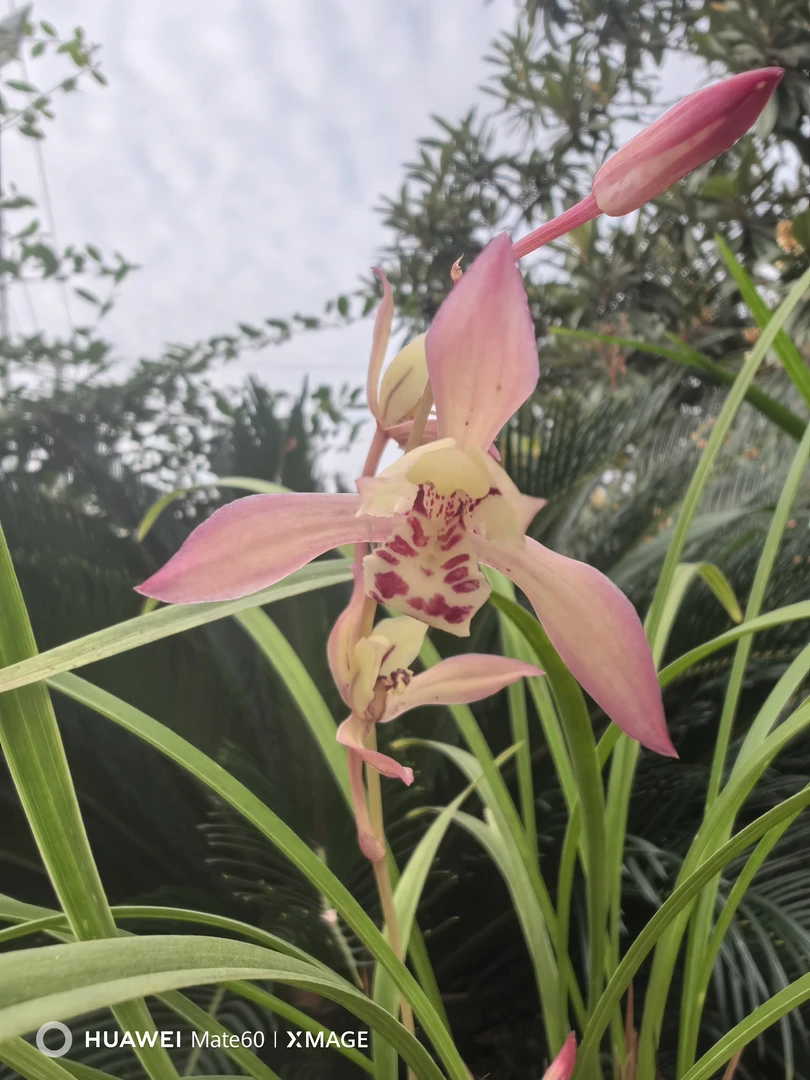 建兰，宝玉爱，两壮苗，浓香型，室内阳台好养活绿植花卉盆栽