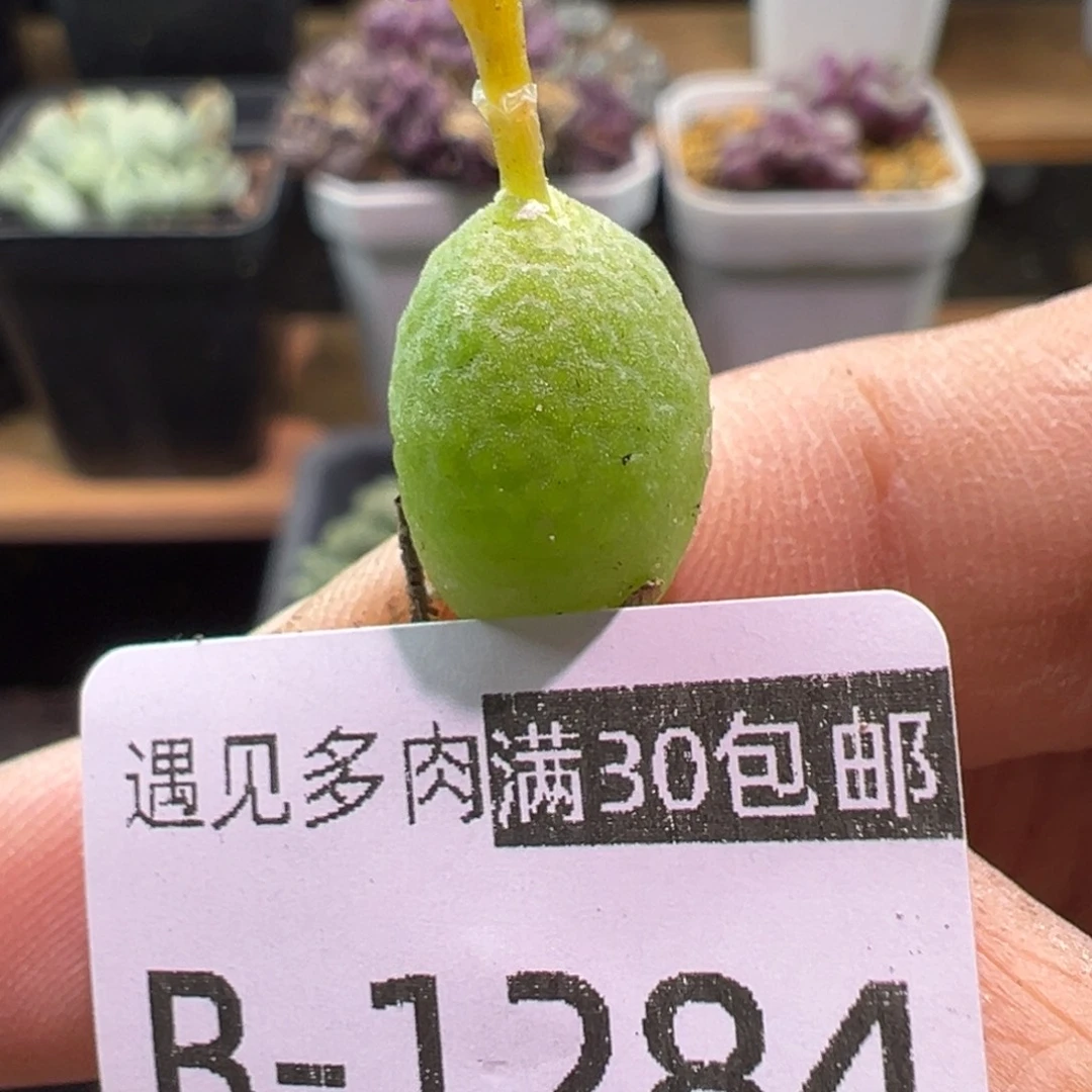 多肉植物11111111111