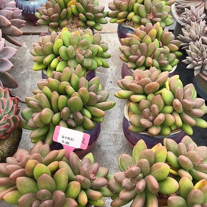 9.66忙果奶带盆一个