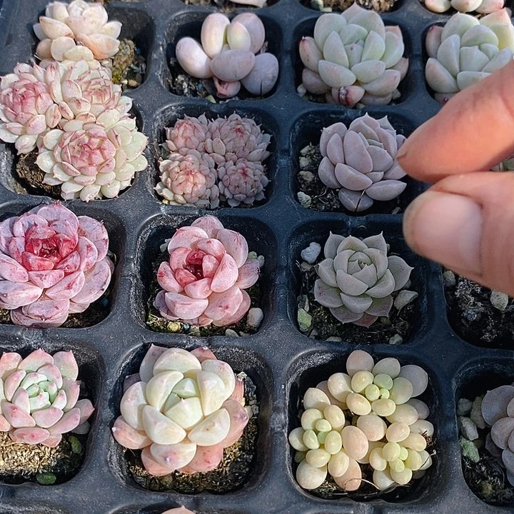 30 多肉植物盆栽花卉盆栽