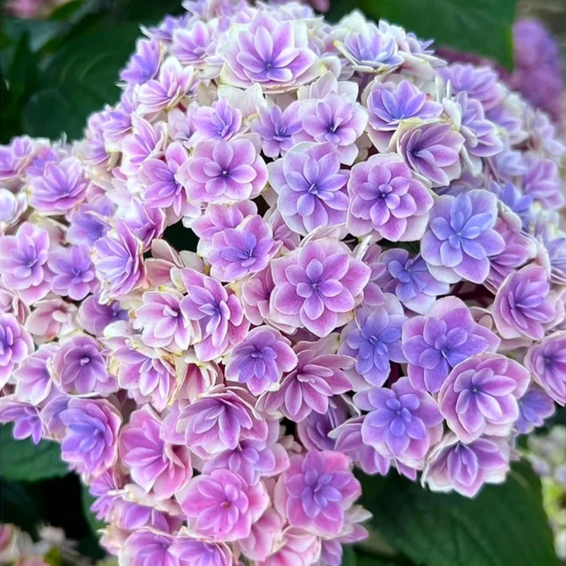 夏洛特公主 2加仑 露天老桩大苗大花带花苞阳台庭院四季开好养