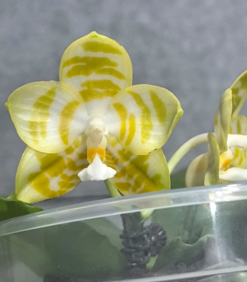 原生浓香花苗【雅风情歌】2.8寸杯不带花剑根系一般可挑苗